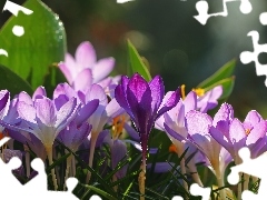 Flowers, crocuses, purple