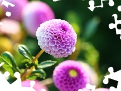 Flowers, dahlias, purple