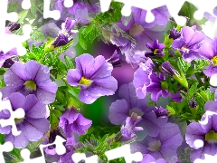 purple, petunias, graphics, Flowers