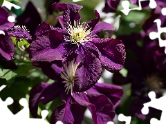 purple, Clematis, Leaf, Flowers