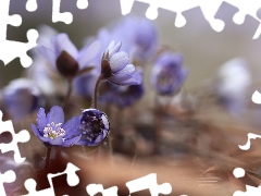 Flowers, Liverworts, purple