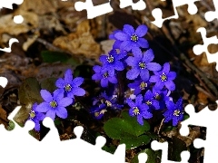flowers, Liverworts, purple