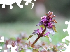 Flowers, nettle, purple