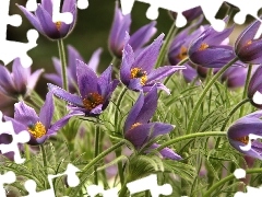 Flowers, pasque, purple