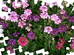 Flowers, Pink, purple