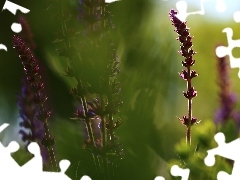 Flowers, Sage, purple