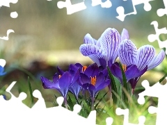 purple, Spring, Flowers, crocuses