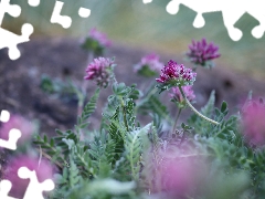 Flowers, trefoil, purple