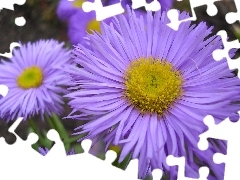 Flowers, Yellow, purple