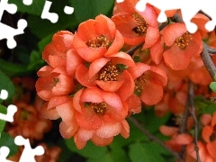 Flowers, Bush, quince