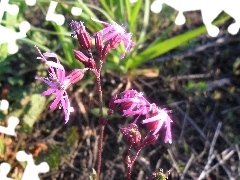 Lychnis ragged, Wildflowers, Flowers