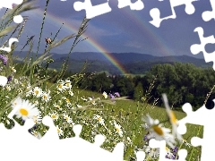 Great Rainbows, Meadow, Flowers