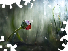 daisy, ladybird, rapprochement, blurry background, grass, Colourfull Flowers