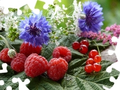 raspberries, Wildflowers, Flowers, currants