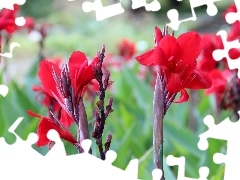 Red, Flowers