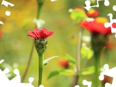 Red, flowers