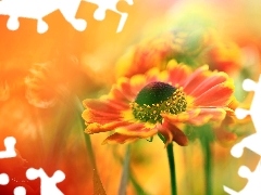 Helenium, Red, Flowers