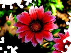 Gazania, Red, Flowers