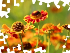 Flowers, Helenium, Red