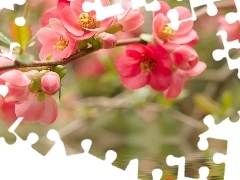 flowers, twig, red