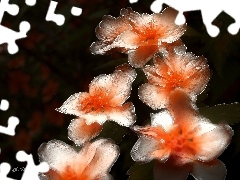 Flowers, white, Red