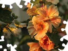 yellow-red, Hollyhocks, Flowers