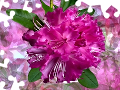 rhododendron, graphics, Colourfull Flowers
