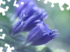 Flowers, Blue, ringtones