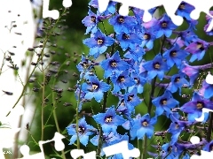 Blue, Flowers, Delphinium, ringtones