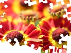 Flowers, Helenium