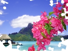 Flowers, Bougainvillea, Tropical, Platforms, sea