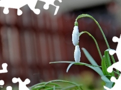 snowdrops, Flowers