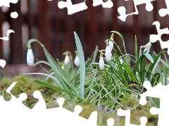 snowdrops, Flowers