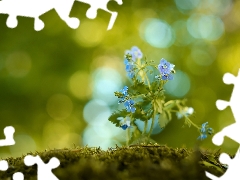 Flowers, speedwell