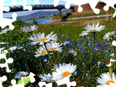 Spring, River, Flowers, bridge