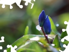 Flowers, Spring, Buds, Blue, Siberian squill