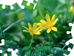 Yellow, Flowers, fig buttercup, Spring