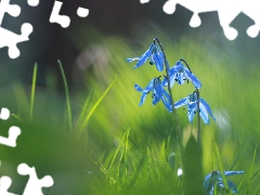 Siberian squill, Blue, Flowers