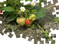 Flowers, bush, strawberries