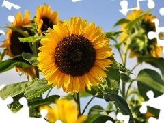 Flowers, Sunflower, summer