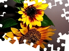 Nice sunflowers, Brown, Flowers, yellow