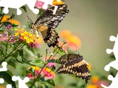 Flowers, butterflies, Swallowtails