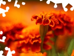 Tagetes, Orange, Flowers, Turki