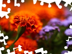 Tagetes, Orange, Flowers, Turki