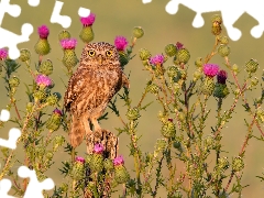 owl, Flowers, teasel, Little Owl