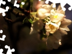 apple-tree, White, Flowers