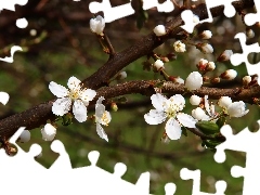 trees, White, Flowers, fruit