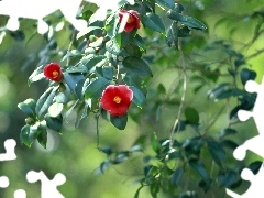 trees, Flowers