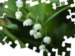 lily of the Valley, White, flowers