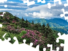 Rhododendron, slope, viewes, Flowers, Mountains, trees, clouds
